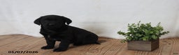 Labrador Retriever dogs for sale: Peppy - Ad 2
