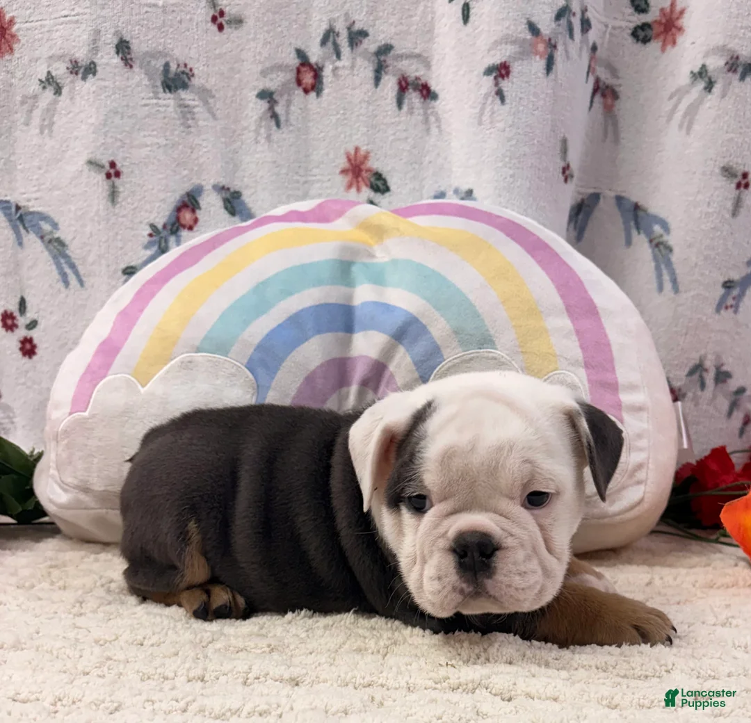 English Bulldog dogs for sale: Bingo - Ad 1