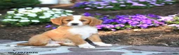 Mini Bernedoodle dogs for sale: Ping - Ad 1