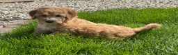 Mini Goldendoodle dogs for sale: Sparky Mini Goldendoodle Puppy  - Ad 3