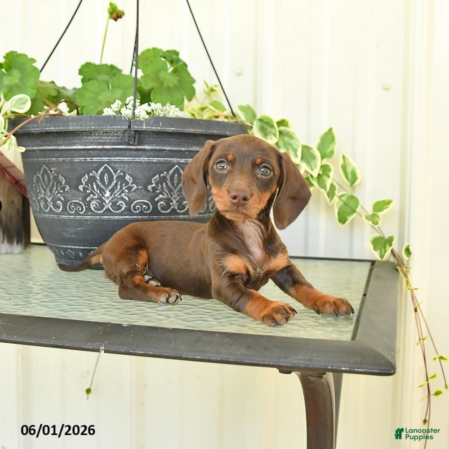 Dachshund dogs for sale: Marcy - Ad 3