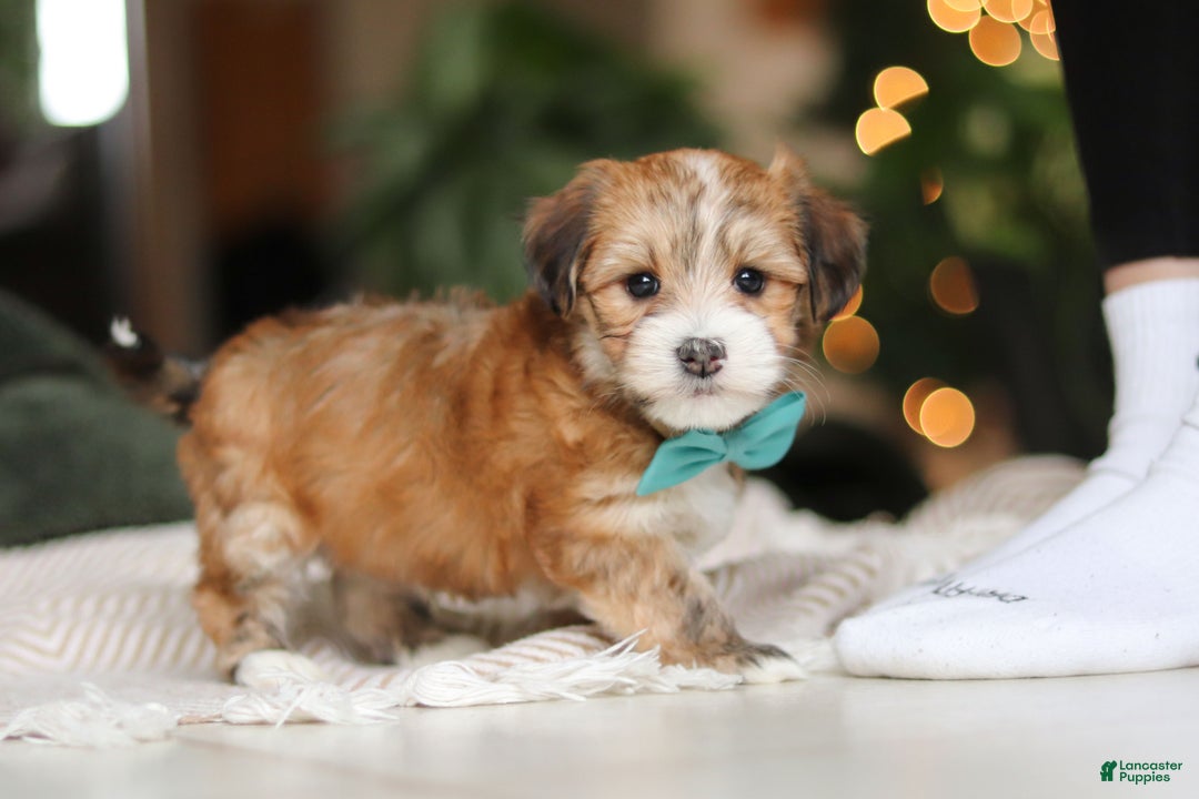 Morkie dogs for sale: Tyson - Ad 7