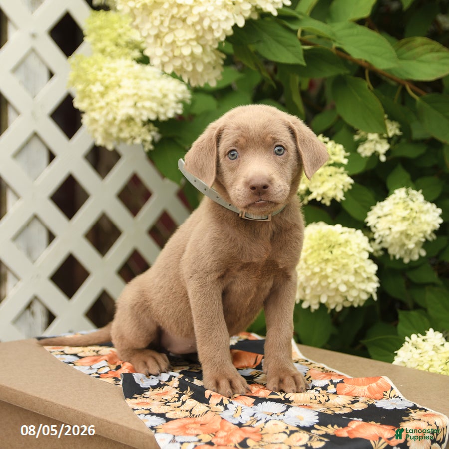 Labrador Retriever dogs Milly - Ad 1