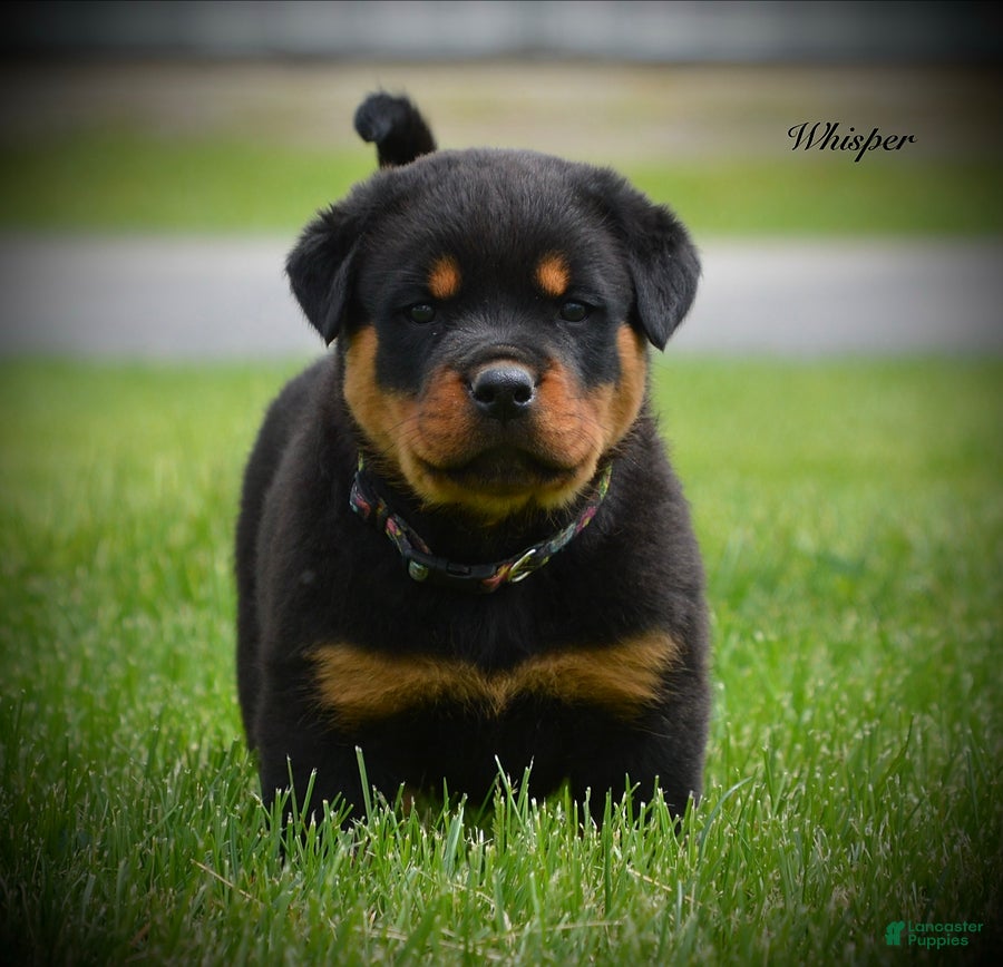 Rottweiler dogs Whiper - Ad 1