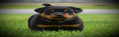 Whiper