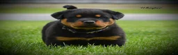 Rottweiler dogs for sale: Whiper - Ad 1