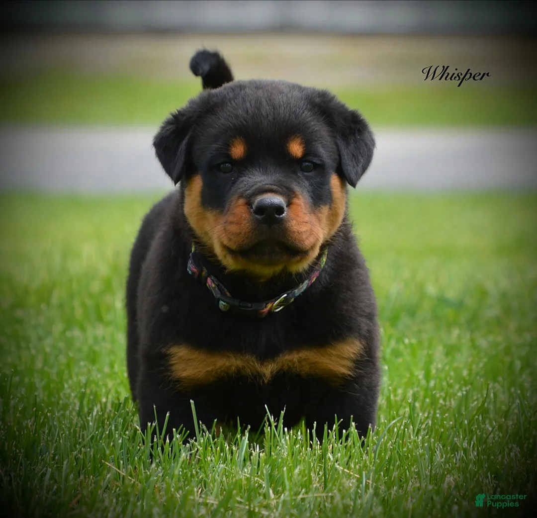 Rottweiler dogs for sale: Whiper - Ad 1