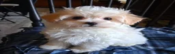 Maltipoo dogs for sale: Gracie - Ad 3