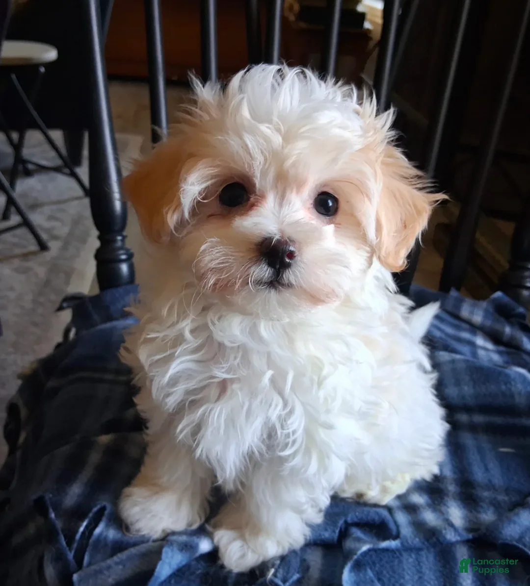 Maltipoo dogs for sale: Gracie - Ad 3