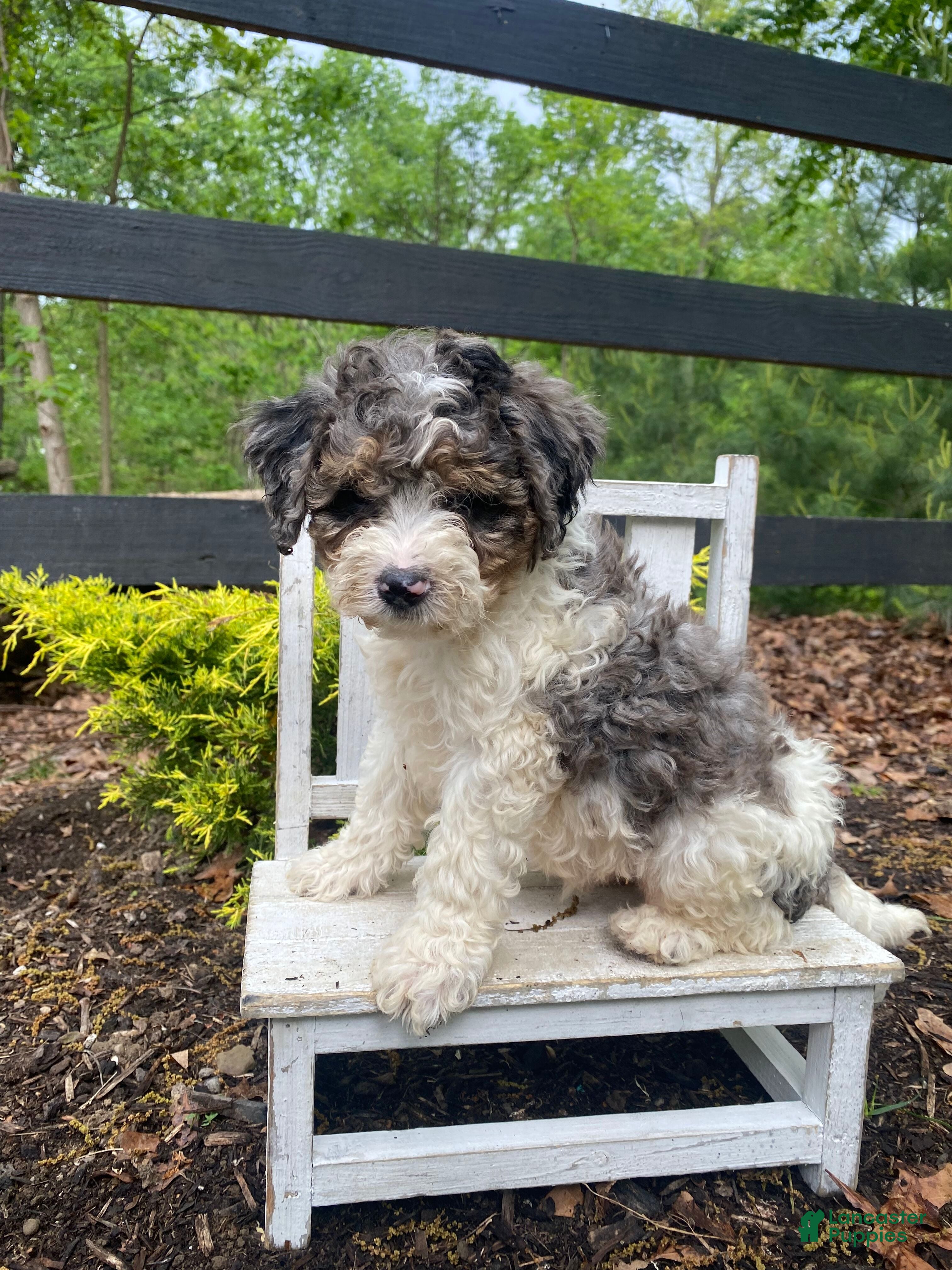 Mini Bernedoodle dogs Rosco - Ad 2