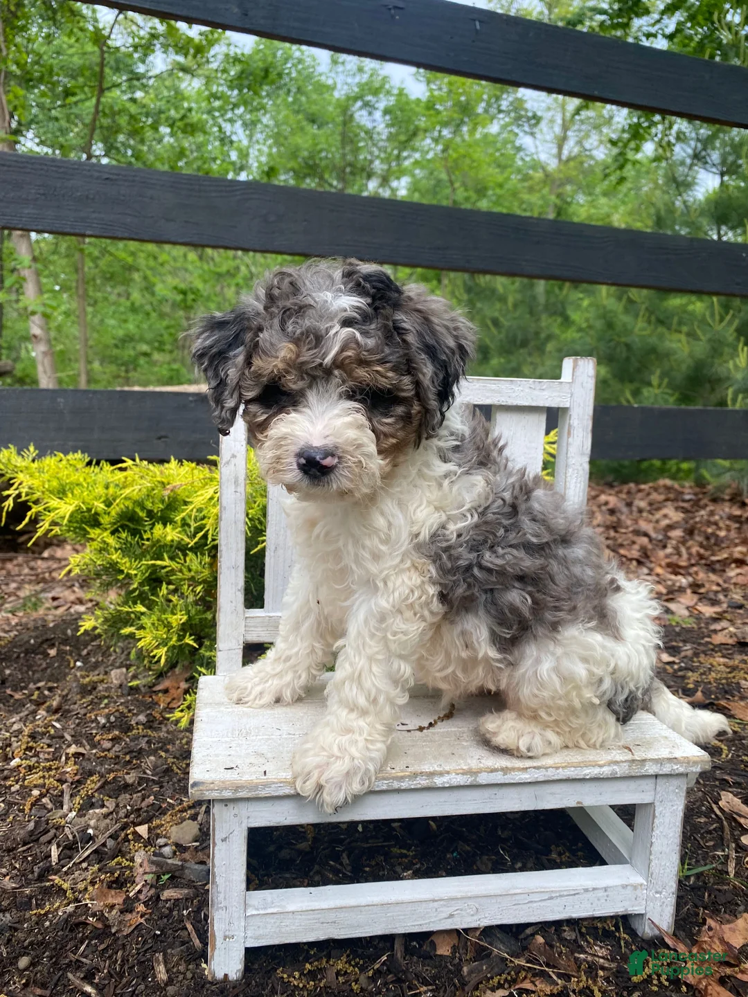 Bernedoodle dogs for sale: Rosco - Ad 1