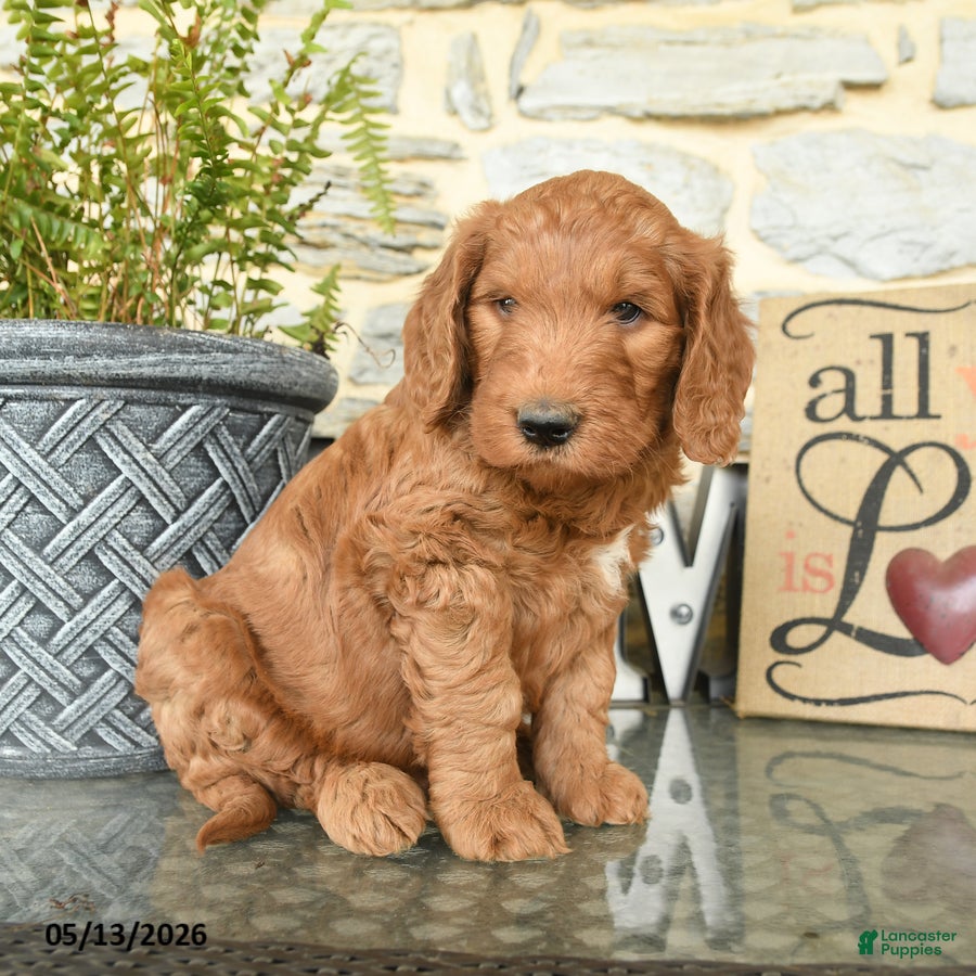 Goldendoodle dogs Jake - Ad 1