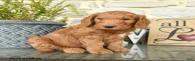 Jake