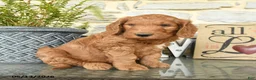 Goldendoodle dogs for sale: Jake - Ad 1