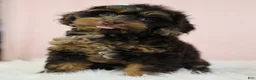 Cockapoo dogs for sale: Magdalena 🍓 - Ad 1