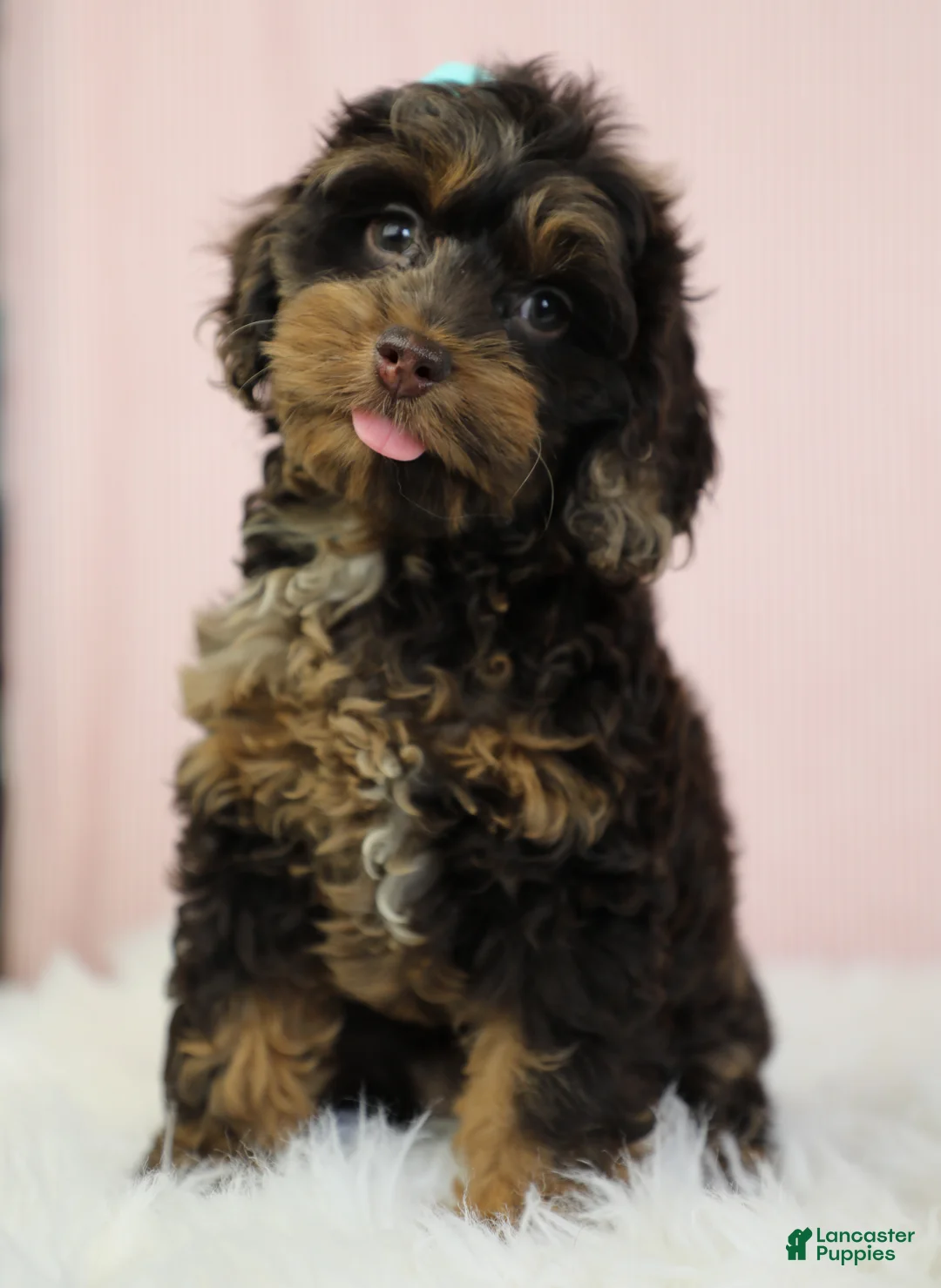 Cockapoo dogs for sale: Magdalena 🍓 - Ad 1