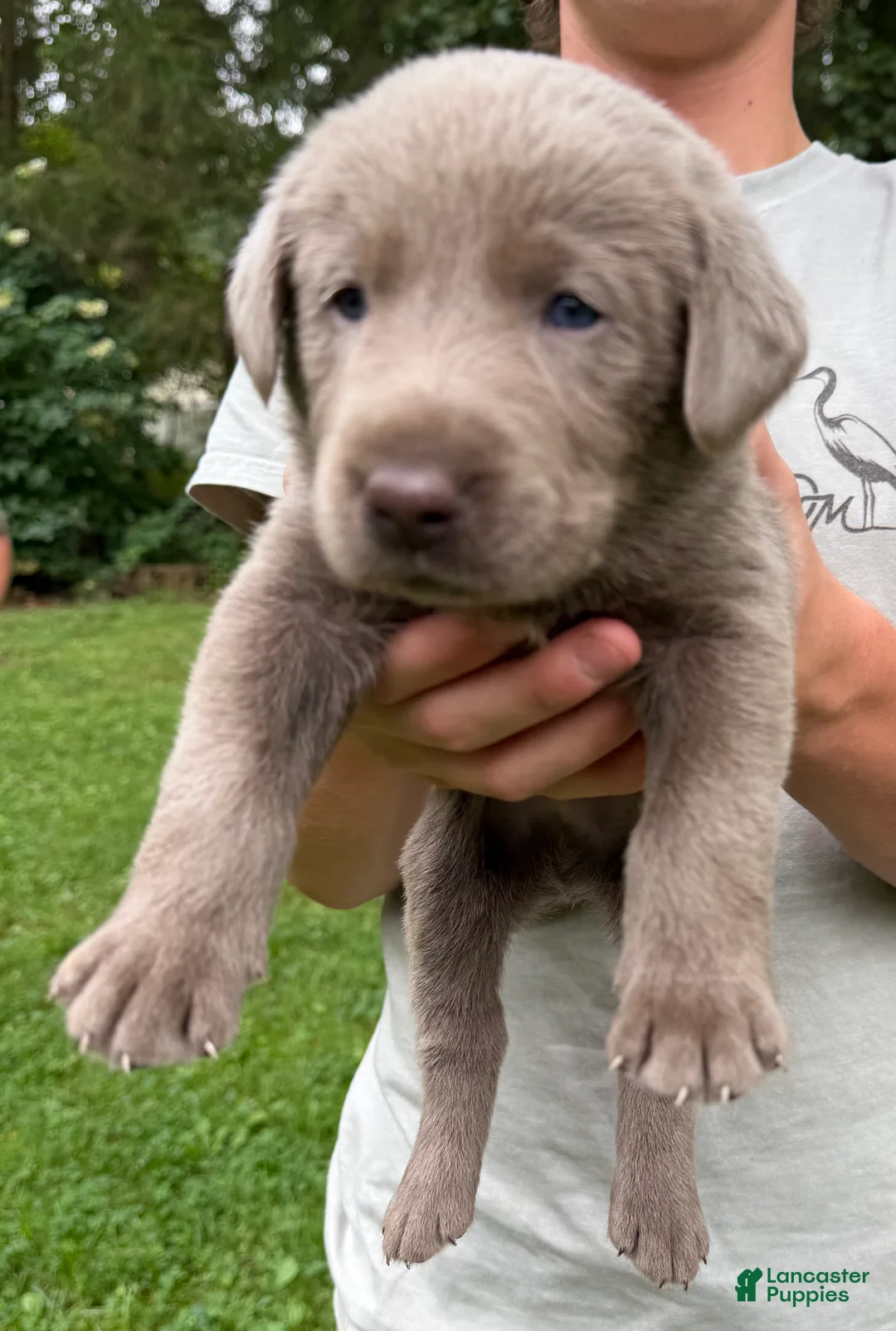 Labrador Retriever dogs for sale: Bernard - Ad 1