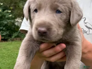 Labrador Retriever dogs Bernard - Ad 8