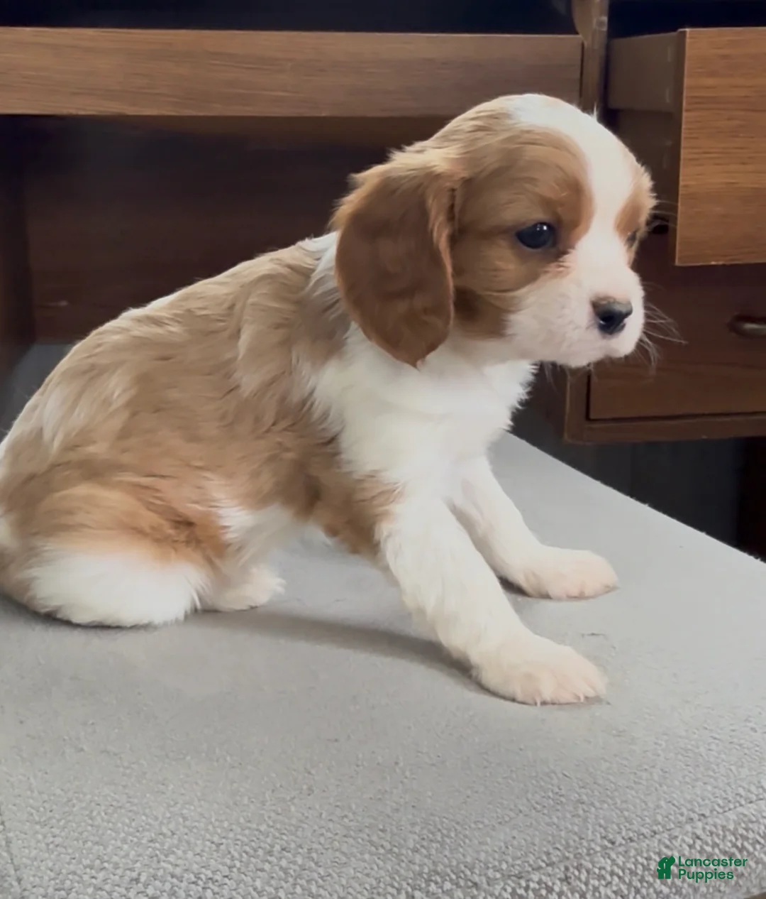Cavalier King Charles Spaniel dogs for sale: Colten - Ad 1