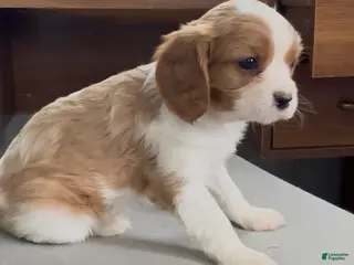 Cavalier King Charles Spaniel dogs Colten - Ad 8