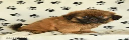 Shih Tzu dogs for sale: Zeke - Ad 4