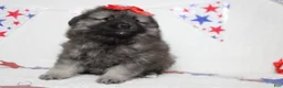 Keeshond dogs for sale: Anna - Ad 2
