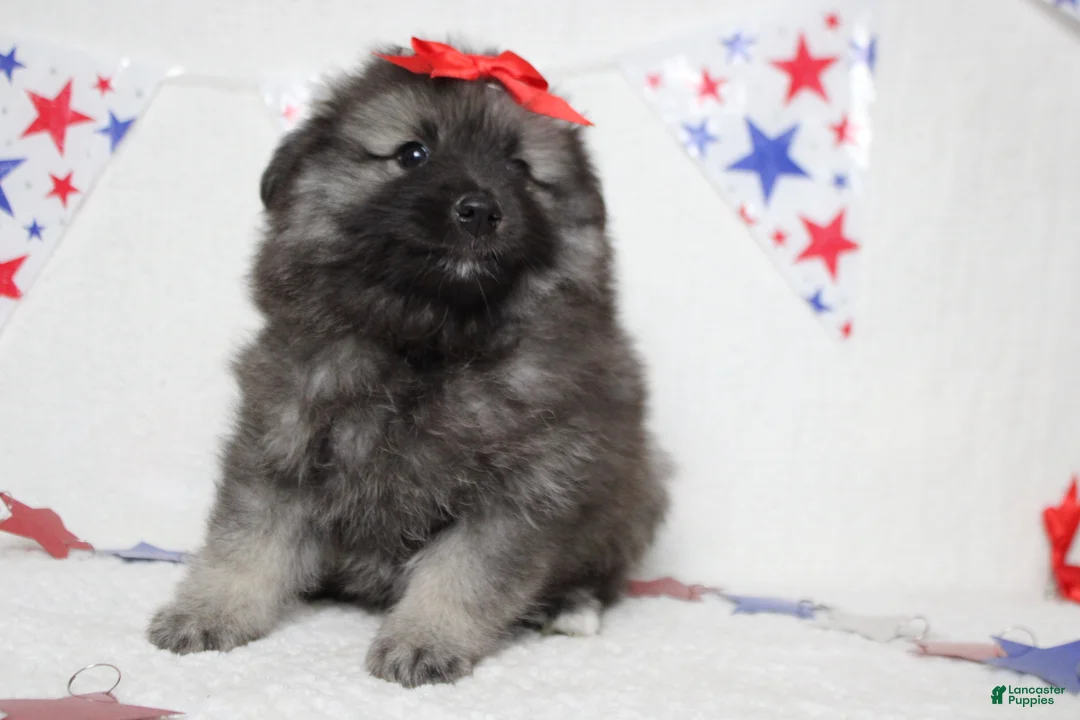 Keeshond dogs for sale: Anna - Ad 2