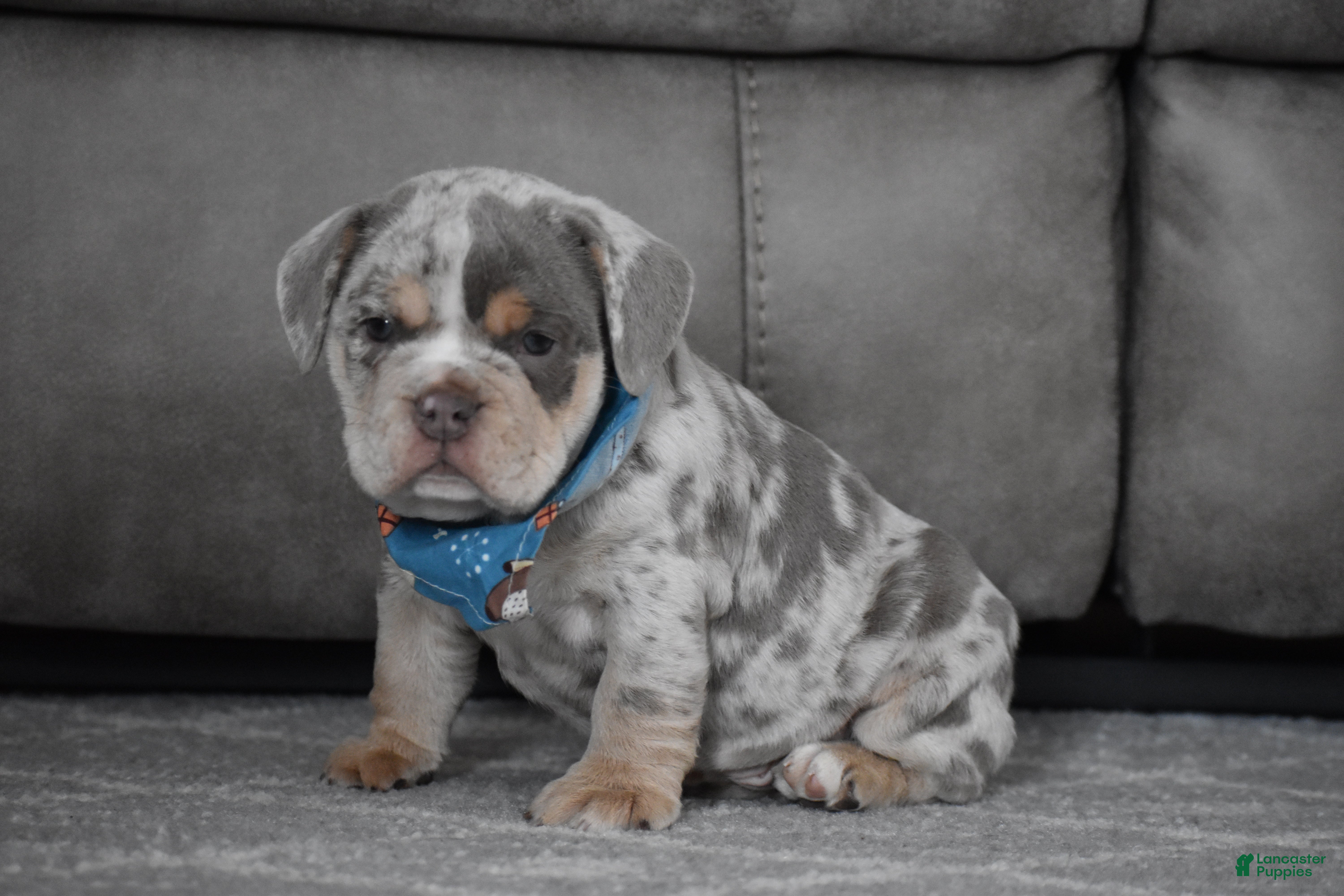 Beabull dogs Foster - Ad 1