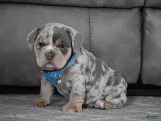 Beabull dogs Foster - Ad 1