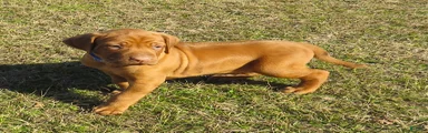 Rhodesian Ridgeback Puppy 2