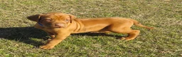 Rhodesian Ridgeback dogs for sale: Rhodesian Ridgeback Puppy 2 - Ad 1