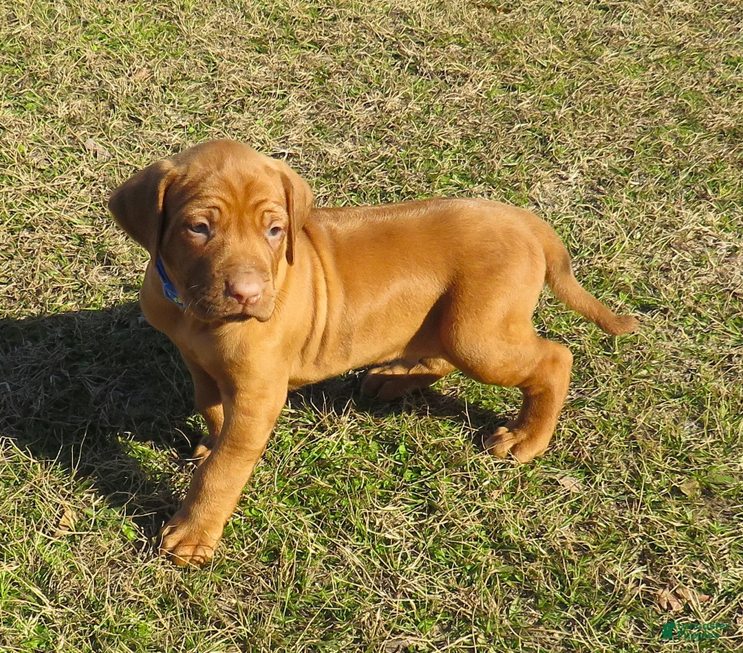 Rhodesian Ridgeback dogs for sale: Rhodesian Ridgeback Puppy 2 - Ad 1