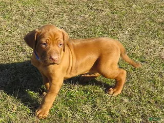 Rhodesian Ridgeback dogs Rhodesian Ridgeback Puppy 2 - Ad 5