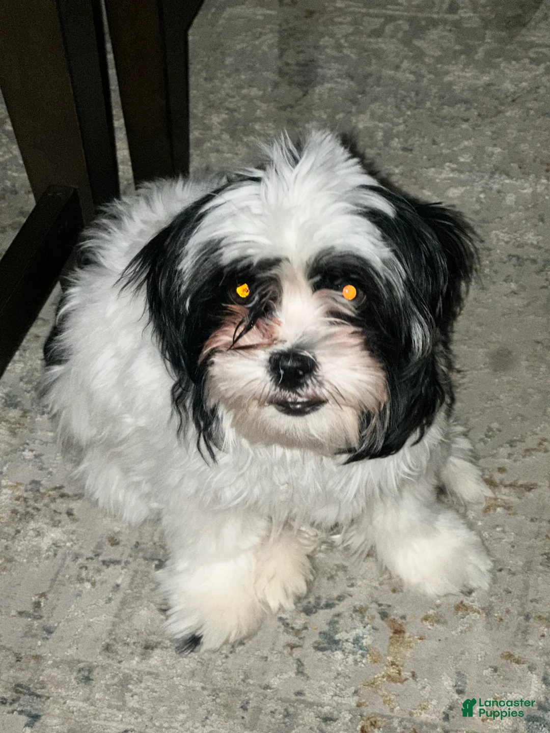 Malshi dogs for sale: Malshi Puppy 1 - Ad 6