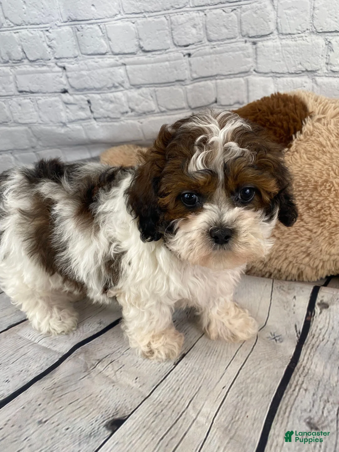 Shihpoo dogs for sale: Rocky - Ad 4