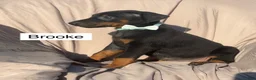 Doberman Pinscher dogs for sale: Brooke - Ad 4