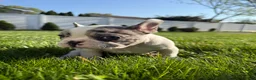 French Bulldog dogs for sale: Motlo - Ad 3