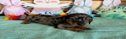 Miniature Dachshund dogs for sale: Puzzle - Ad 1