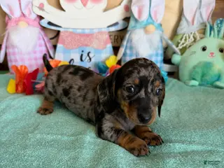 Miniature Dachshund dogs Puzzle - Ad 12