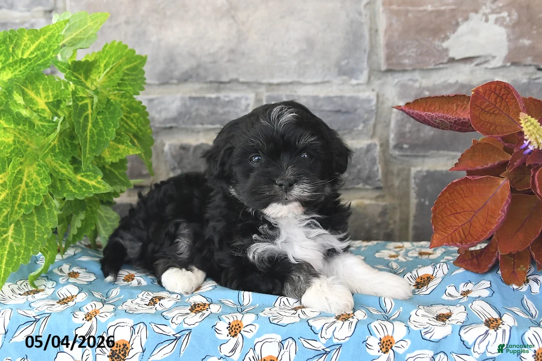 Havanese dogs for sale: Princess - Ad 2