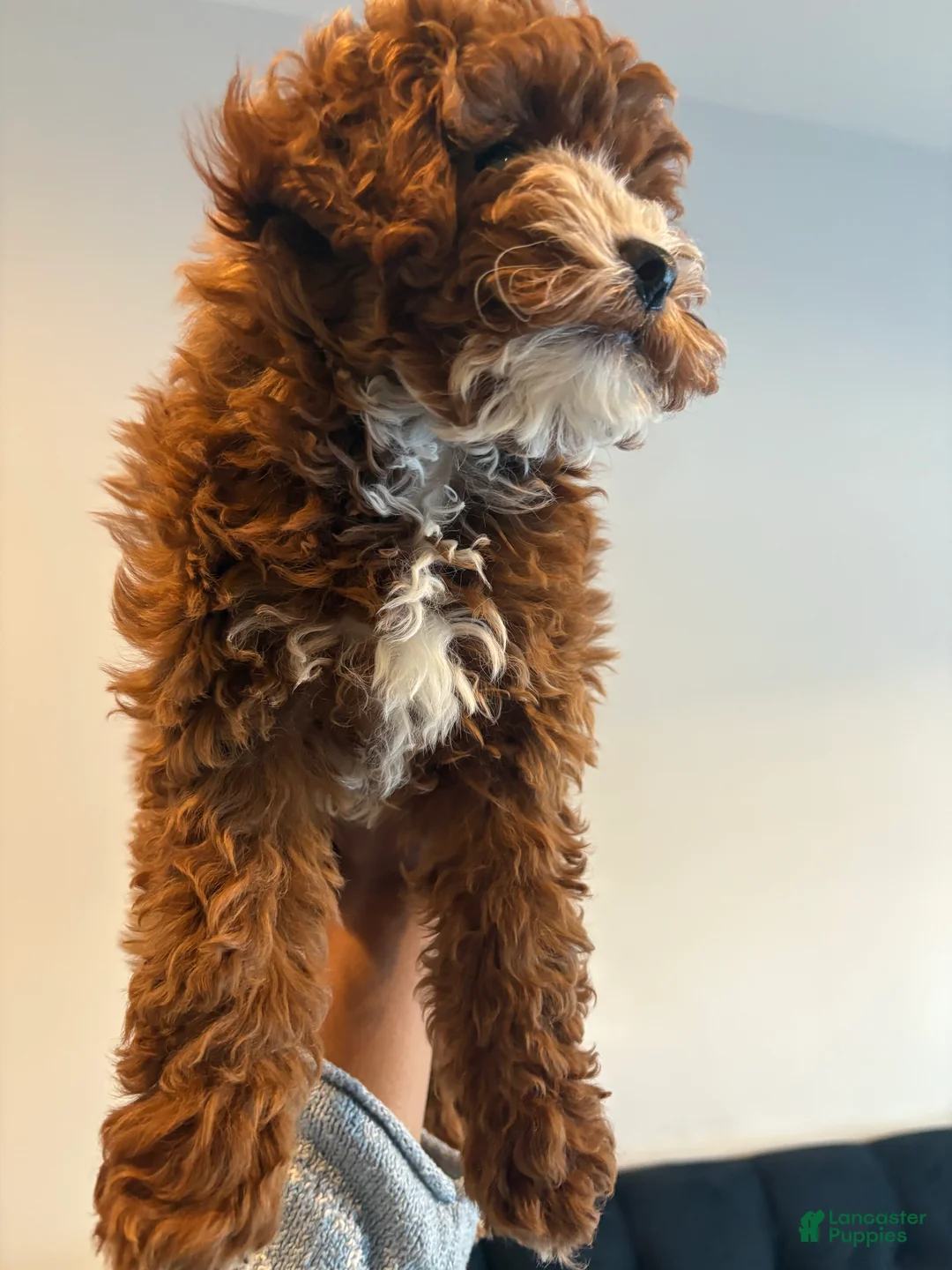 Mixed Breed dogs for sale: BLUSH - Ad 3