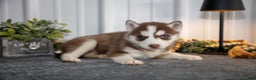 Siberian Husky dogs for sale: Tina - Ad 2