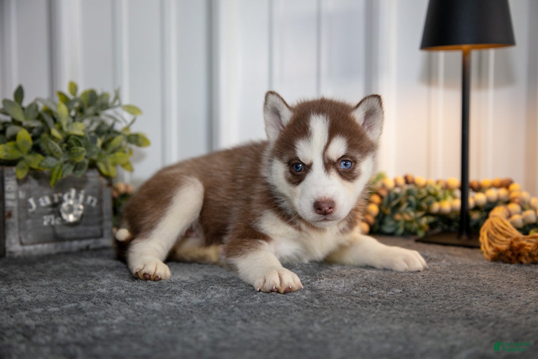 Siberian Husky dogs for sale: Tina - Ad 2