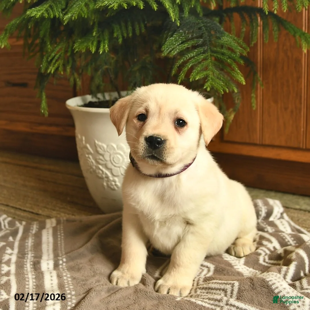 Labrador Retriever dogs for sale: Georgia - Ad 5