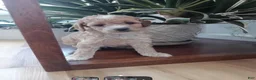 Miniature Poodle dogs for sale: Zara - Ad 6