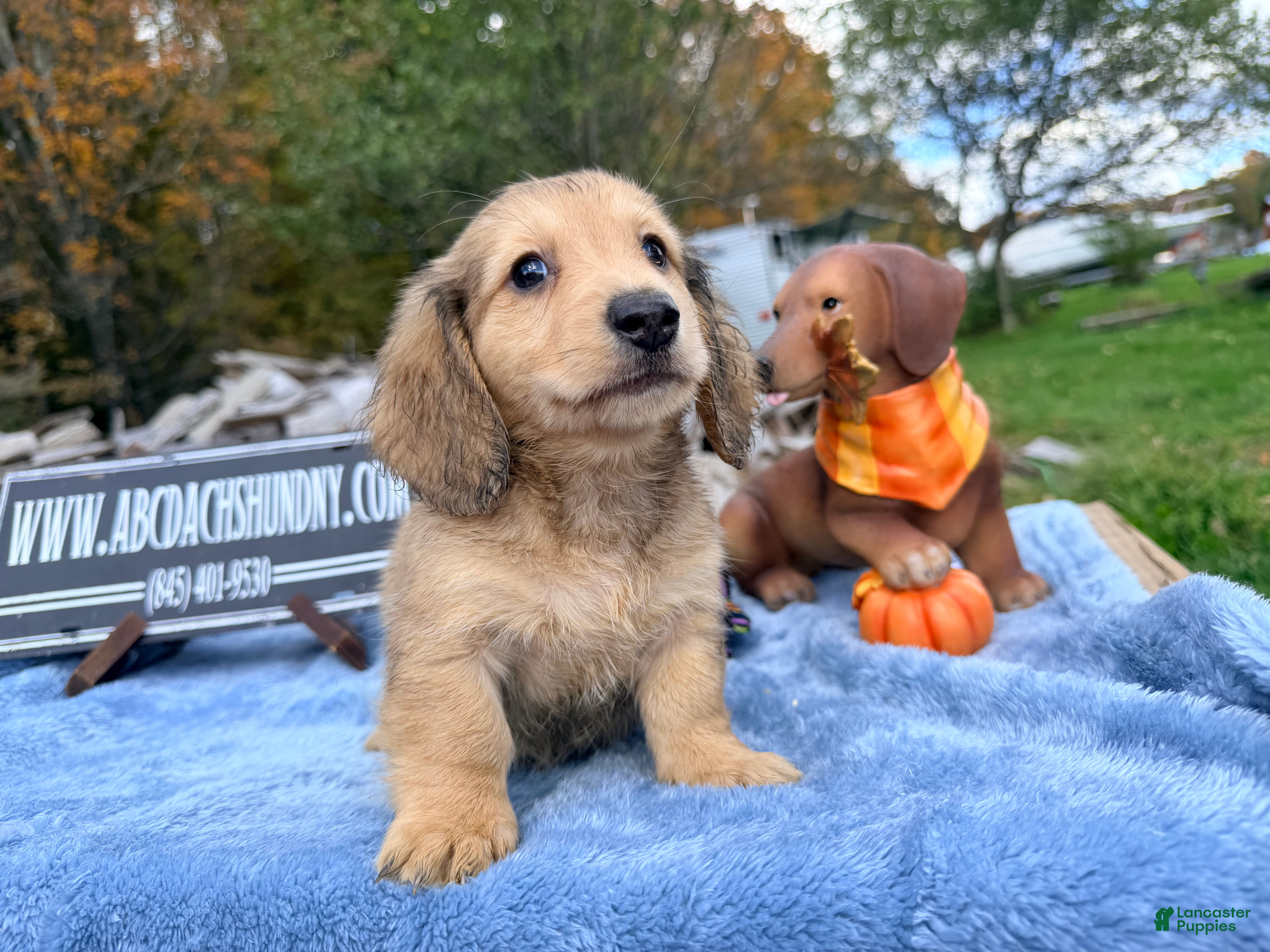 Miniature Dachshund dogs Uk shaded cream dapple - Ad 3