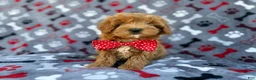 Cavapoo dogs for sale: Alex - Ad 3