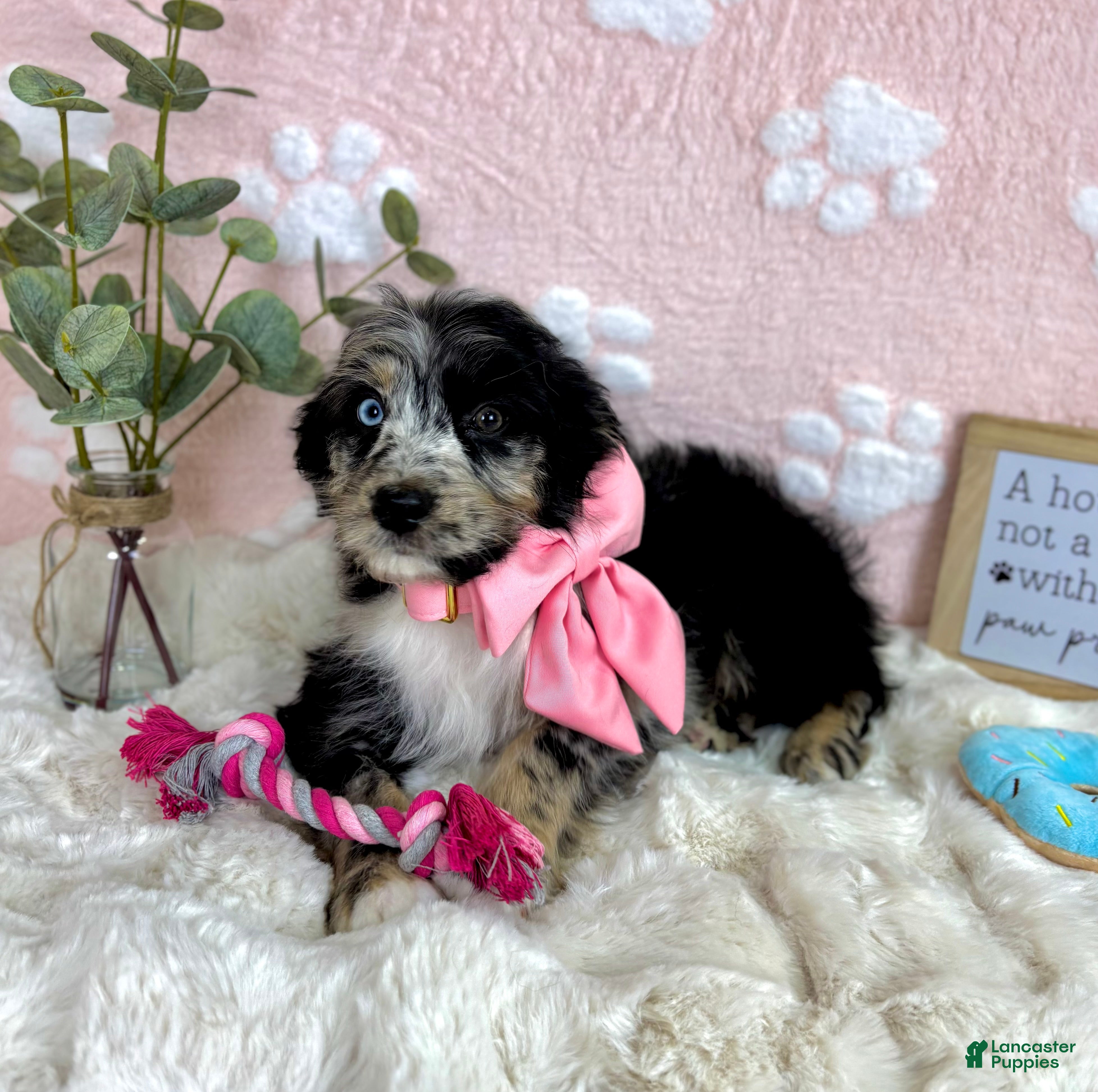 Mini Bernedoodle dogs Blossom - Ad 34