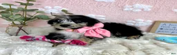 Mini Bernedoodle dogs for sale: Blossom - Ad 1