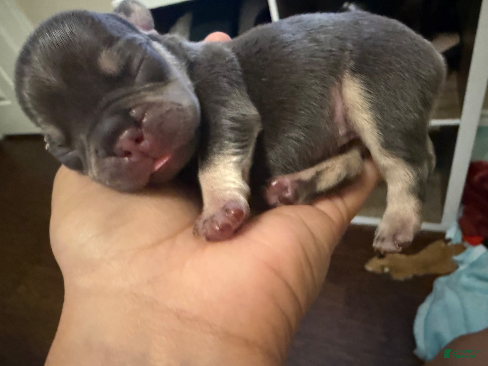 French Bulldog dogs French Bulldog 3 - Ad 22